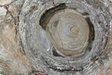 Polished, Cambrian Stromatolite (Conophyton) - Australia #92876-1